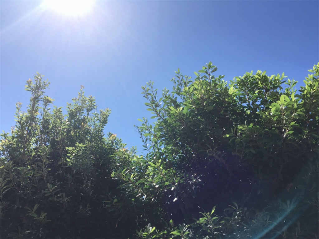 f:id:fujiko-chan:20210419222201j:plain