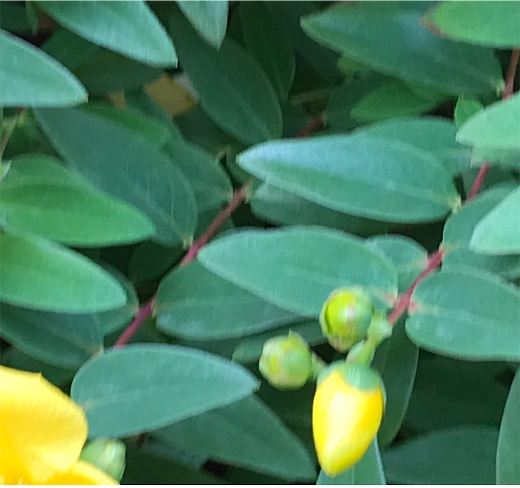 f:id:fujiko-chan:20210518202940j:plain