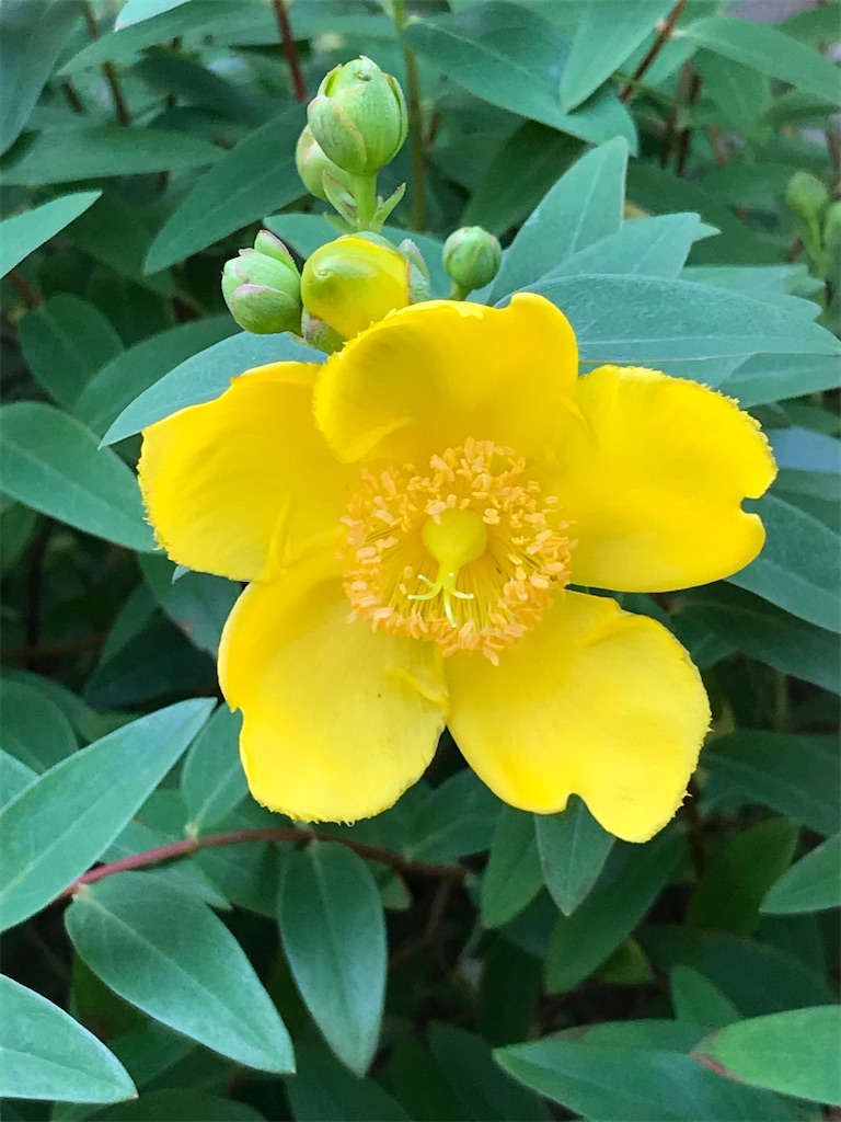 f:id:fujiko-chan:20210518202957j:plain