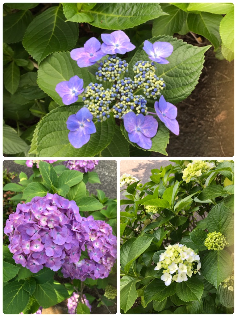 f:id:fujiko-chan:20210530170534j:plain