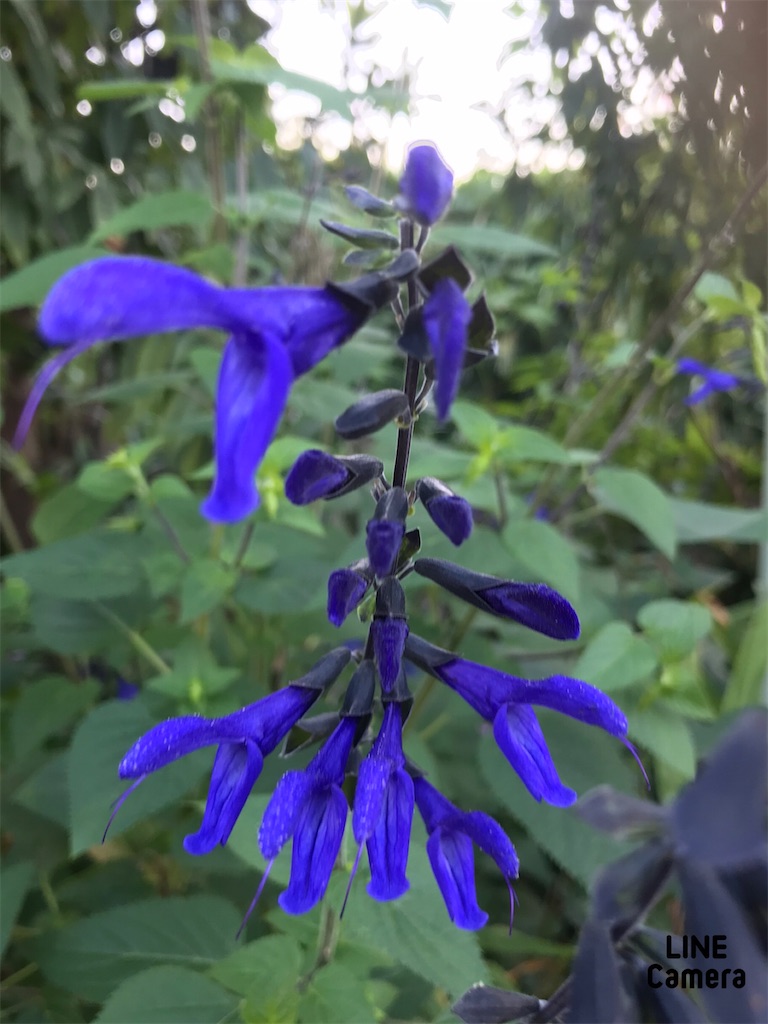 f:id:fujiko-chan:20210923201505j:plain