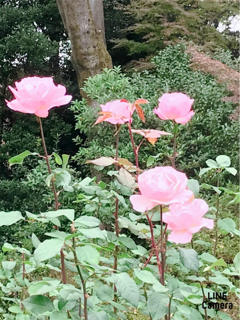 f:id:fujiko-chan:20211122231456j:plain