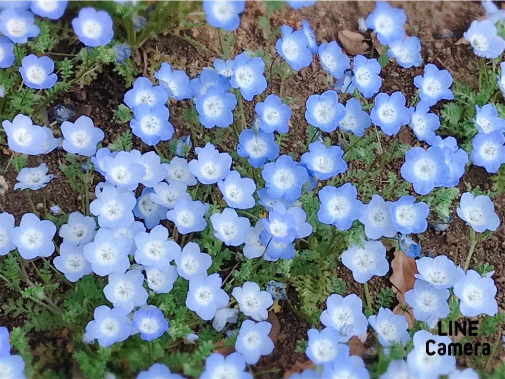 f:id:fujiko-chan:20220410175950j:plain