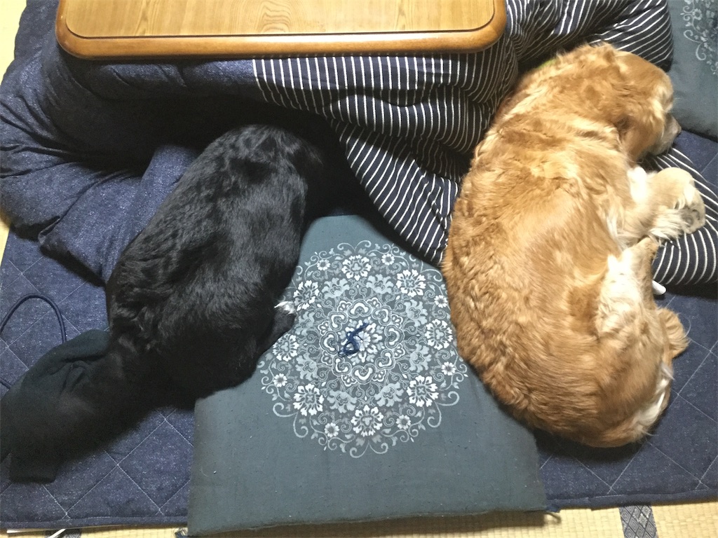 f:id:fujikumachan:20190228142634j:image f:id:fujikumachan:20190228142634j:image