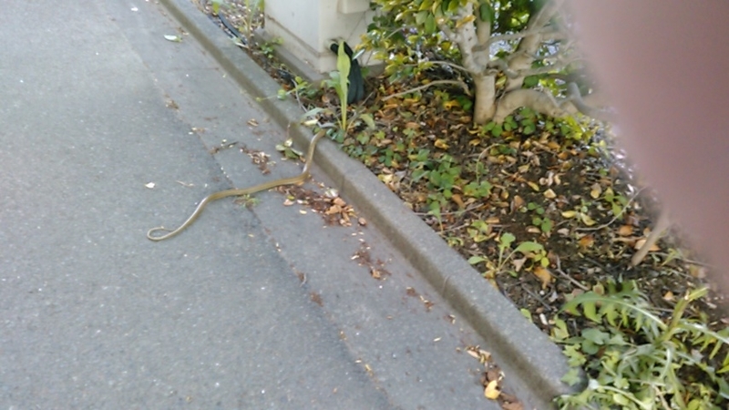 f:id:fujikup:20190516212329j:plain
