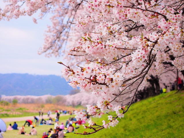 f:id:fujimokunetshop:20190306135252j:plain f:id:fujimokunetshop:20190306135252j:plain