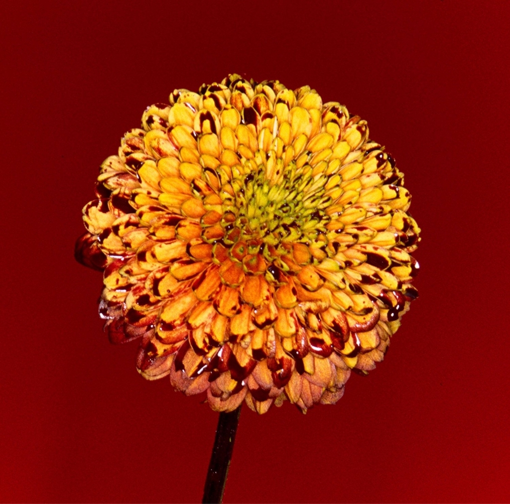 f:id:fujimon_sas:20180223013231j:plain