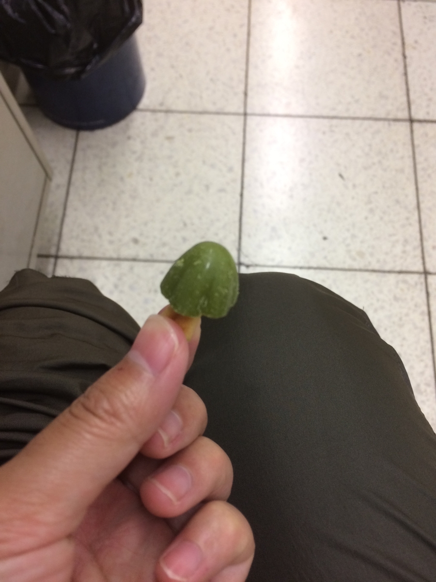 f:id:fujimotogj:20200623100716j:plain