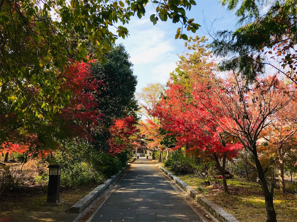 f:id:fujinosakura:20181129214815j:image f:id:fujinosakura:20181129214815j:image