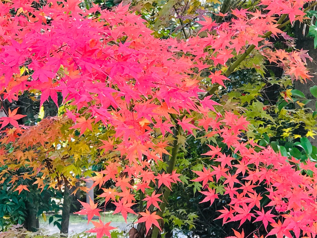 f:id:fujinosakura:20181129214837j:image f:id:fujinosakura:20181129214837j:image