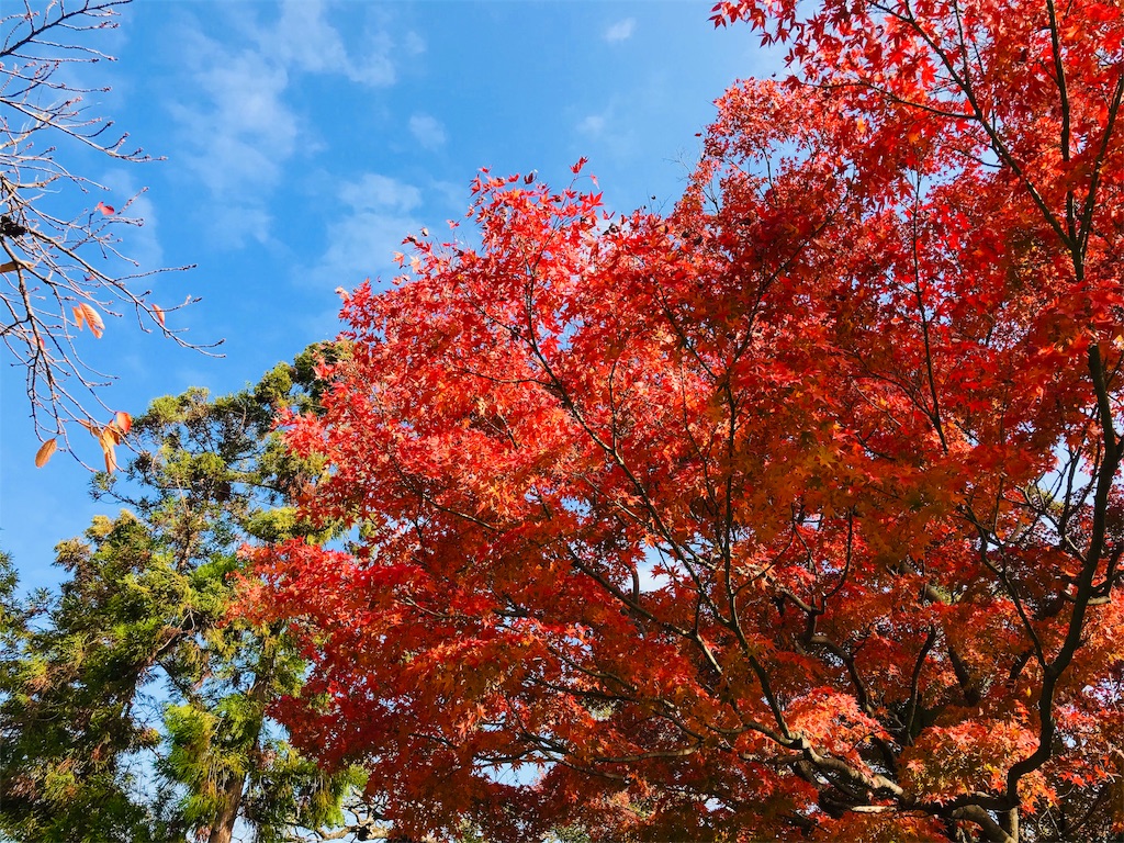 f:id:fujinosakura:20181129214921j:image f:id:fujinosakura:20181129214921j:image