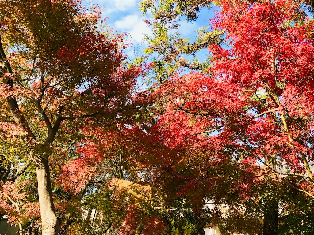 f:id:fujinosakura:20181129214926j:image f:id:fujinosakura:20181129214926j:image