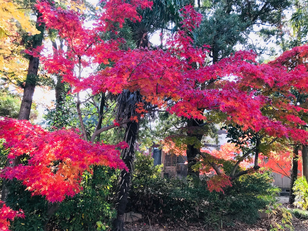 f:id:fujinosakura:20181129214939j:image f:id:fujinosakura:20181129214939j:image