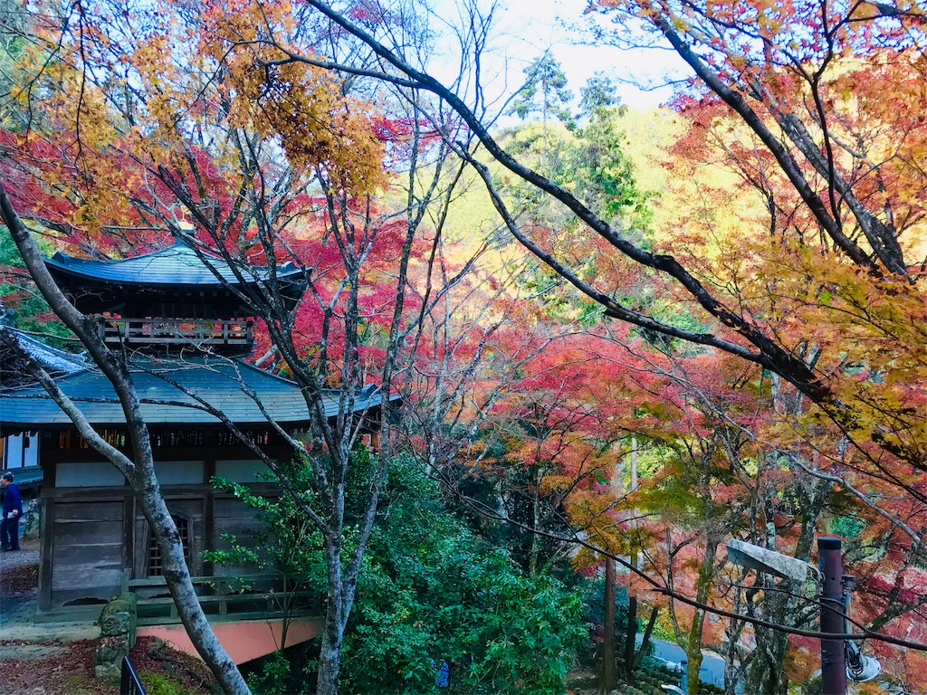 f:id:fujinosakura:20181202094450j:image f:id:fujinosakura:20181202094450j:image