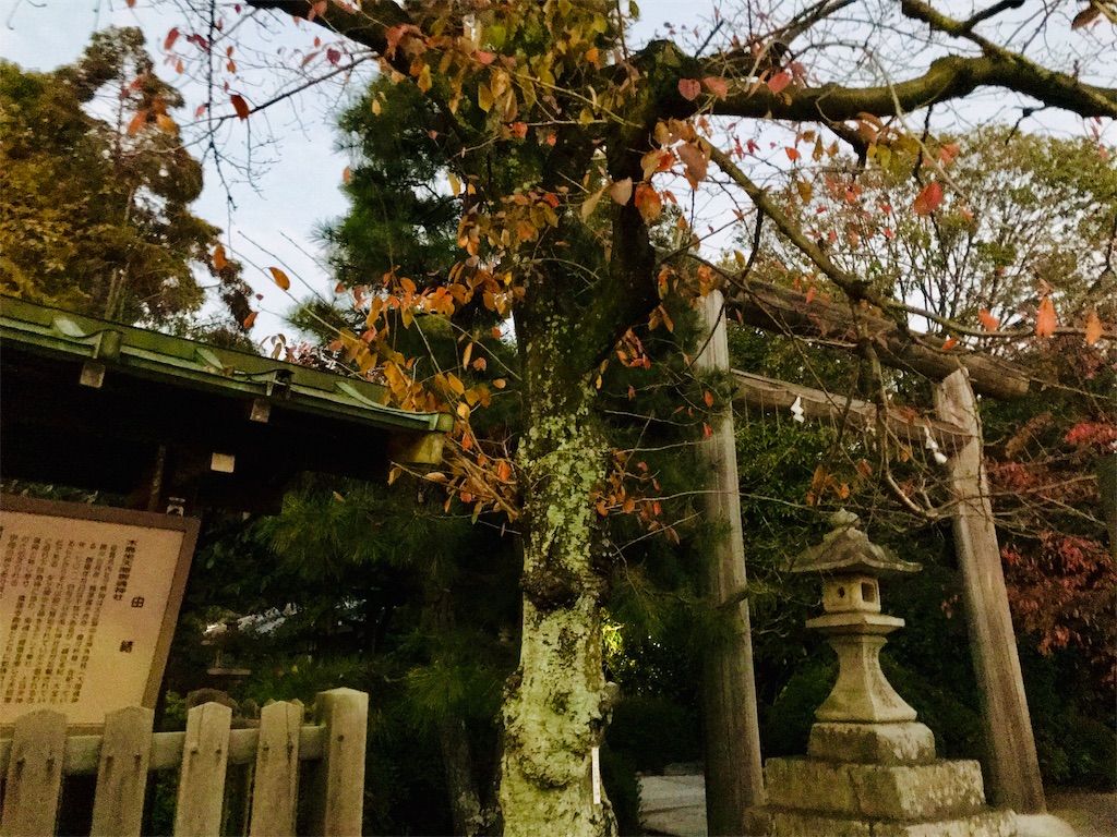 f:id:fujinosakura:20181203010010j:image f:id:fujinosakura:20181203010010j:image
