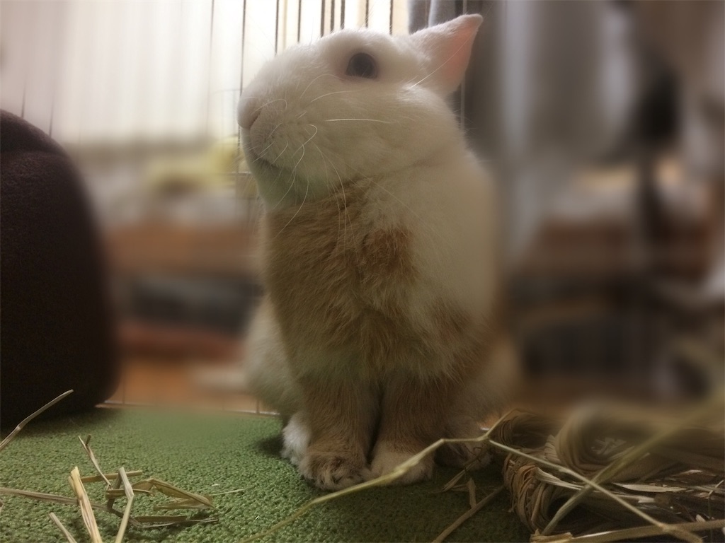f:id:fujiofuji:20190110222109j:image f:id:fujiofuji:20190110222109j:image