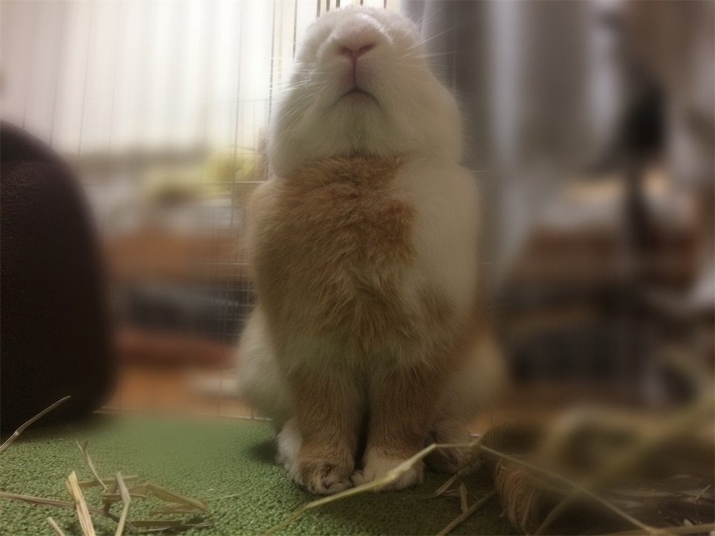 f:id:fujiofuji:20190110222123j:image f:id:fujiofuji:20190110222123j:image