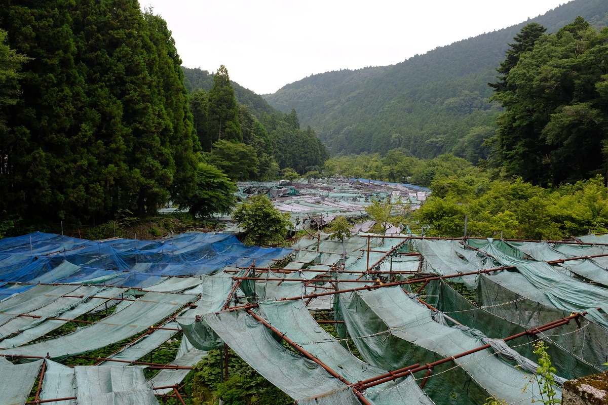 f:id:fujipy:20190731091123j:plain