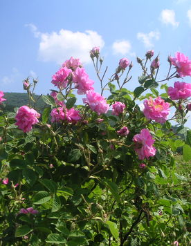 f:id:fujisan606:20180524222154j:plain f:id:fujisan606:20180524222154j:plain
