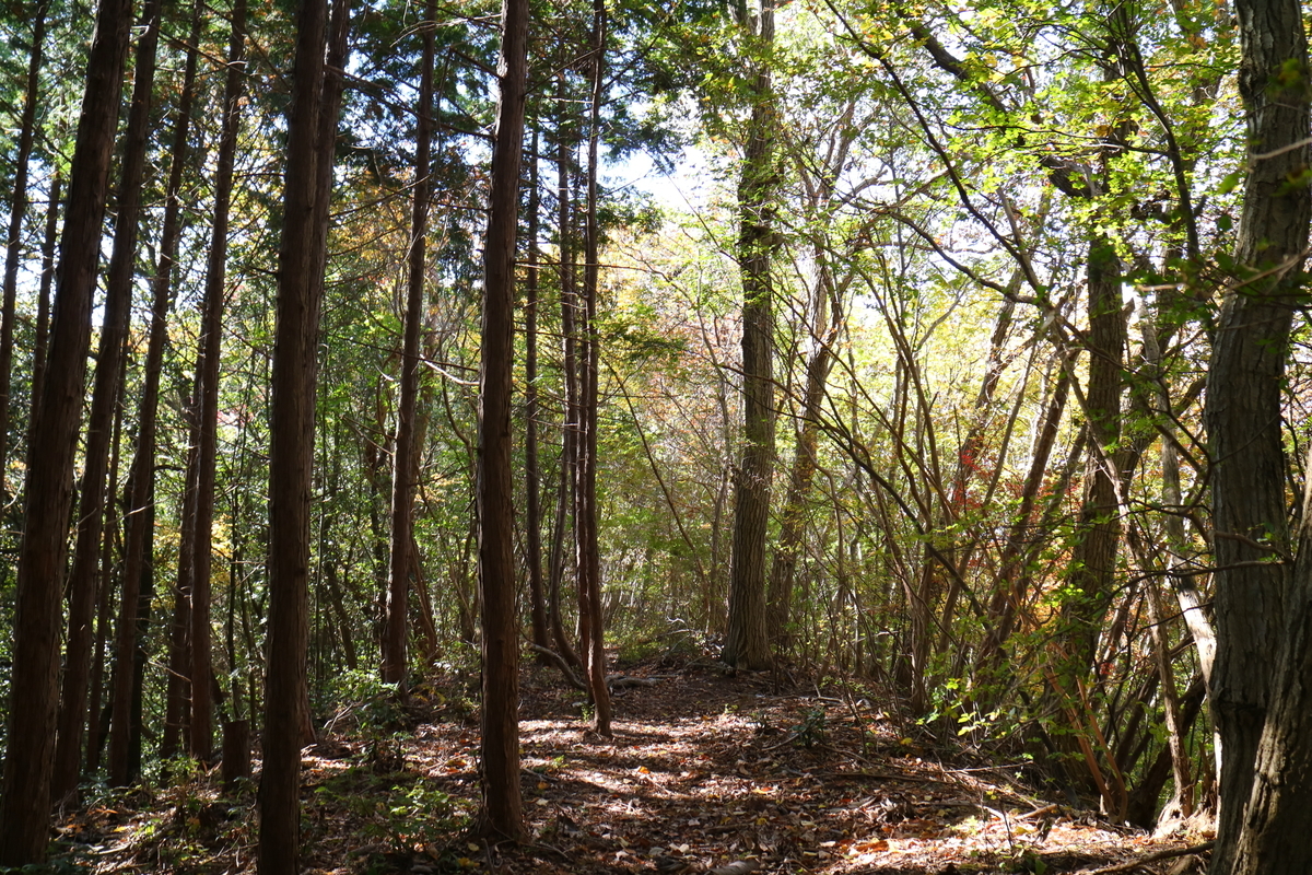 f:id:fujisanO:20191115153043j:plain f:id:fujisanO:20191115153043j:plain