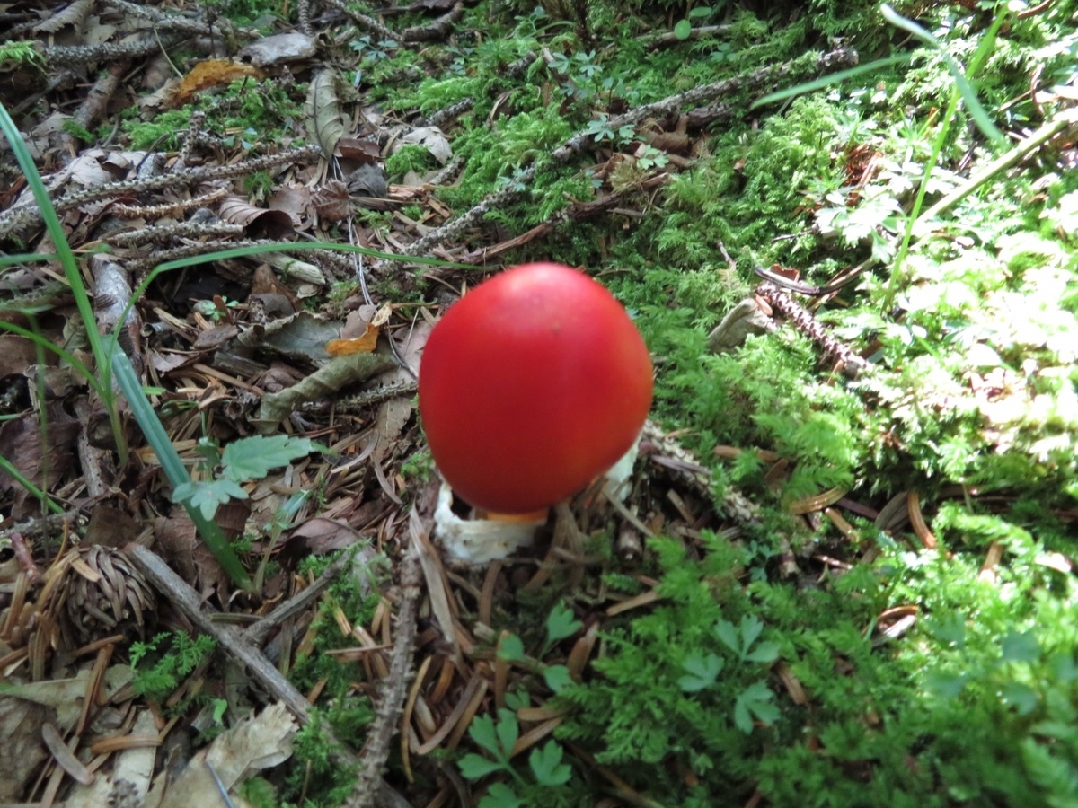 タマゴダケ 卵茸 Fujisann3776mのブログ