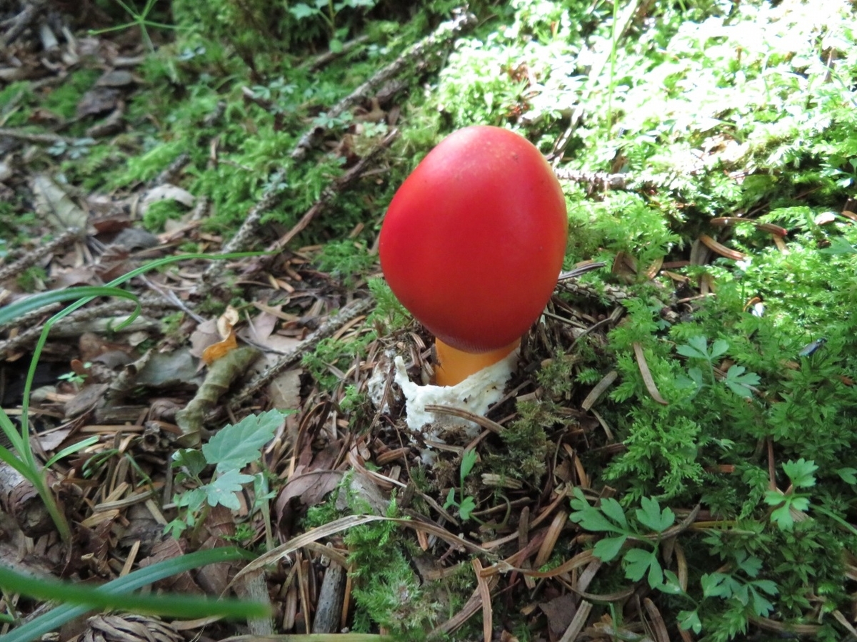 タマゴダケ 卵茸 Fujisann3776mのブログ