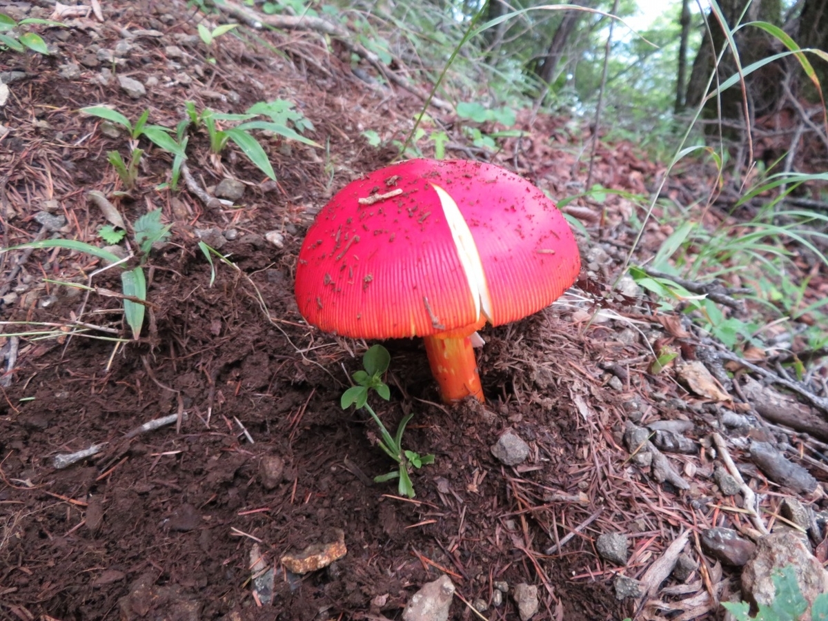 タマゴダケ ２ Fujisann3776mのブログ