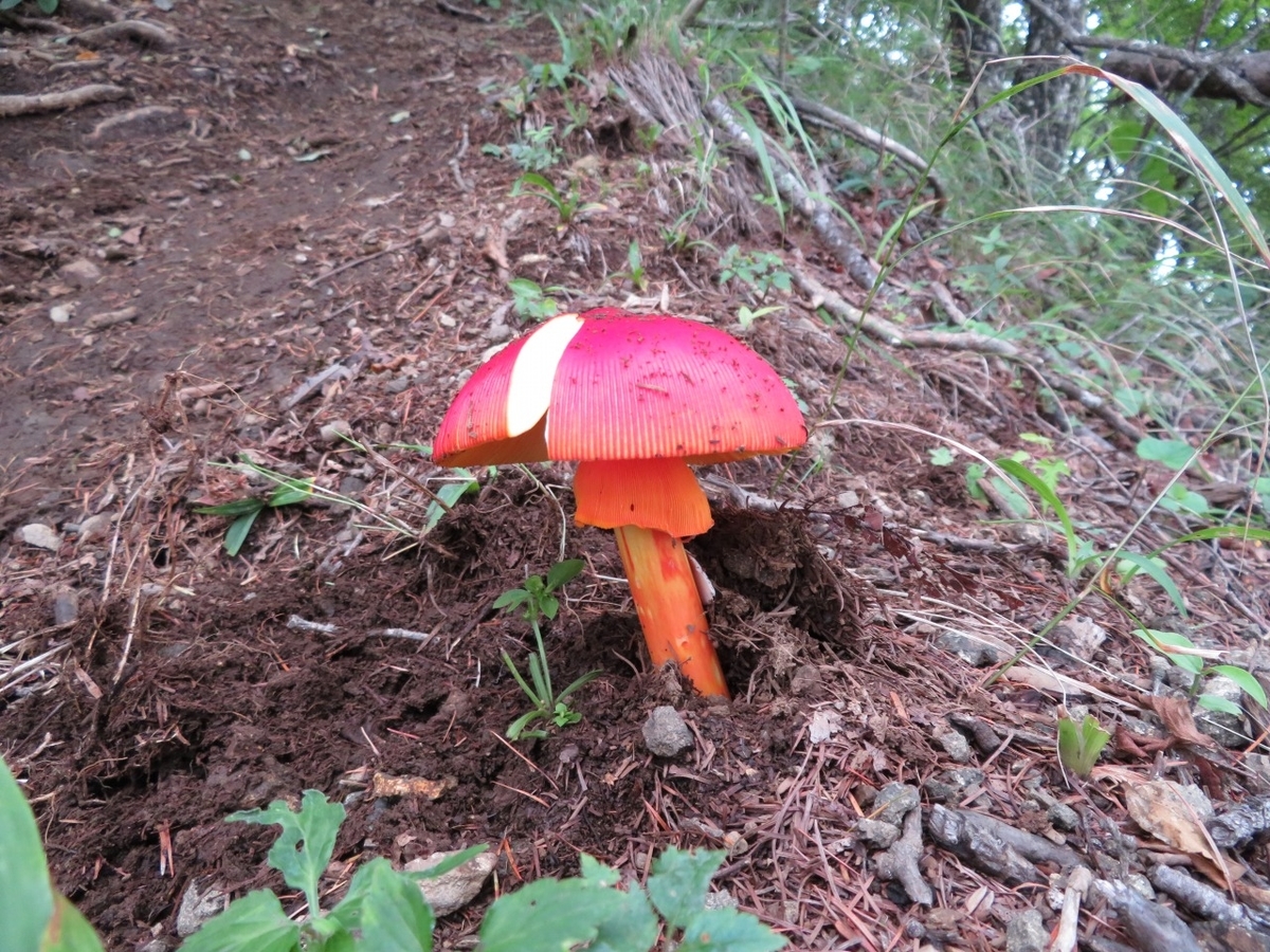 タマゴダケ ２ Fujisann3776mのブログ