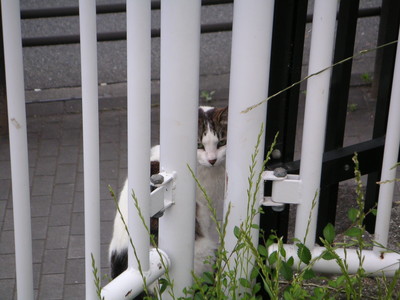 f:id:fujisawamasashi:20060608060815j:image