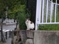 高いところが好き