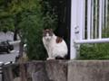 見つめる猫