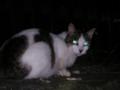 宇宙猫ではないのです