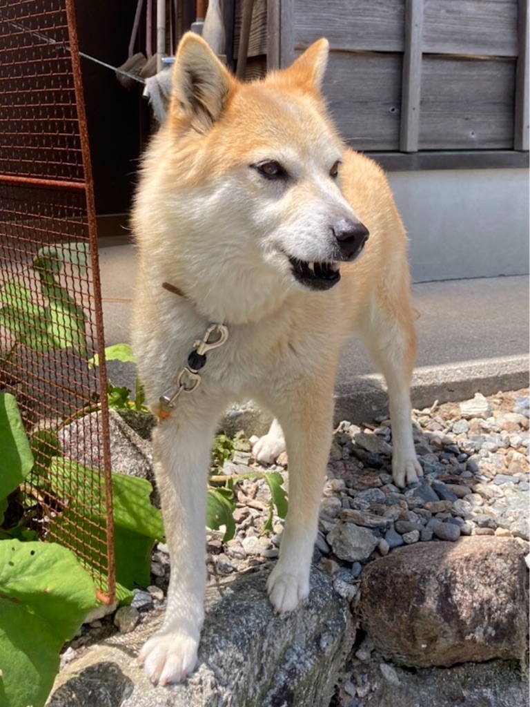 f:id:fujishika:20210506230023j:image f:id:fujishika:20210506230023j:image