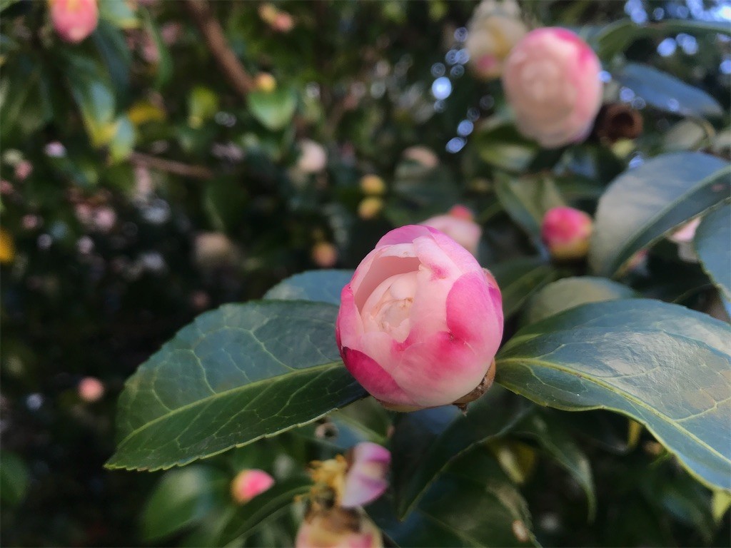 f:id:fujisong:20201025230806j:image f:id:fujisong:20201025230806j:image