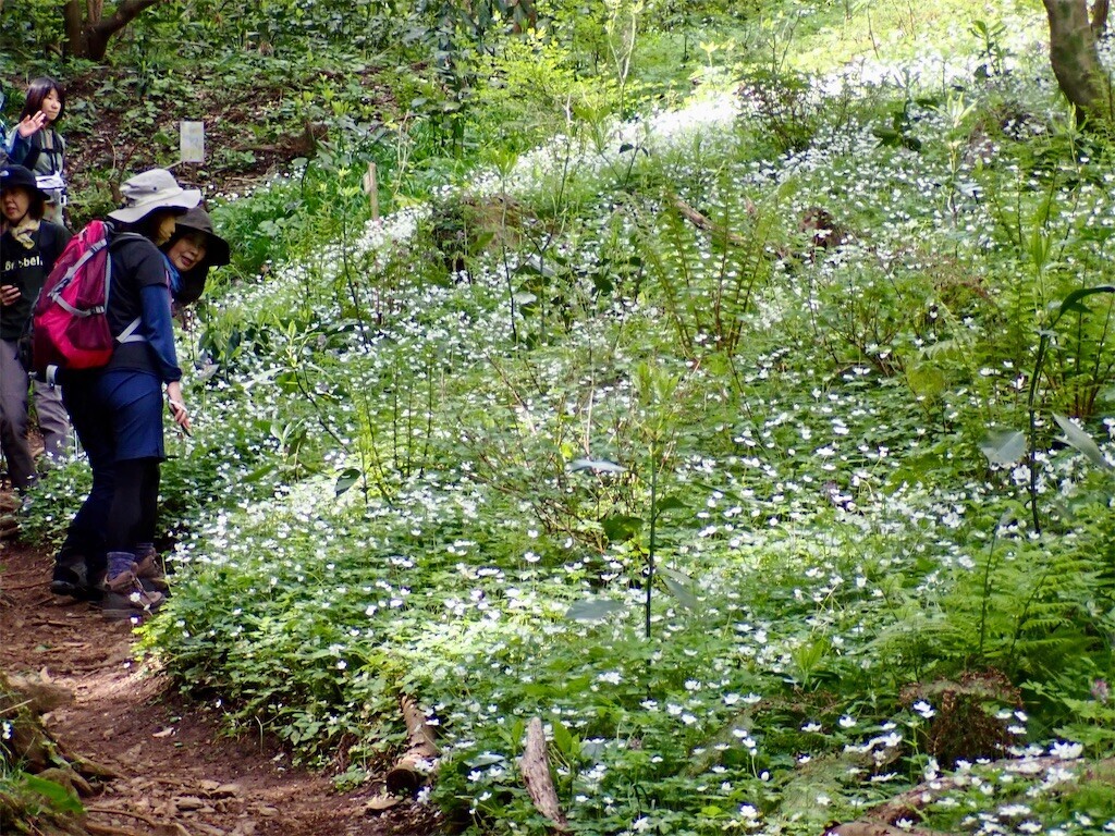 f:id:fujisong:20240421165537j:image f:id:fujisong:20240421165537j:image