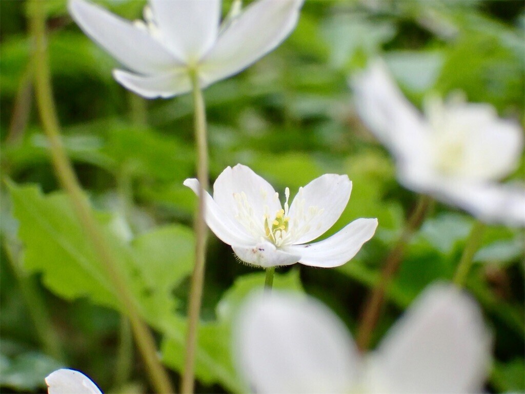 f:id:fujisong:20240421165555j:image f:id:fujisong:20240421165555j:image