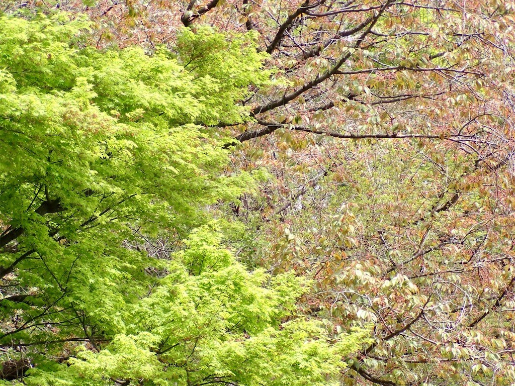 f:id:fujisong:20240421165603j:image f:id:fujisong:20240421165603j:image