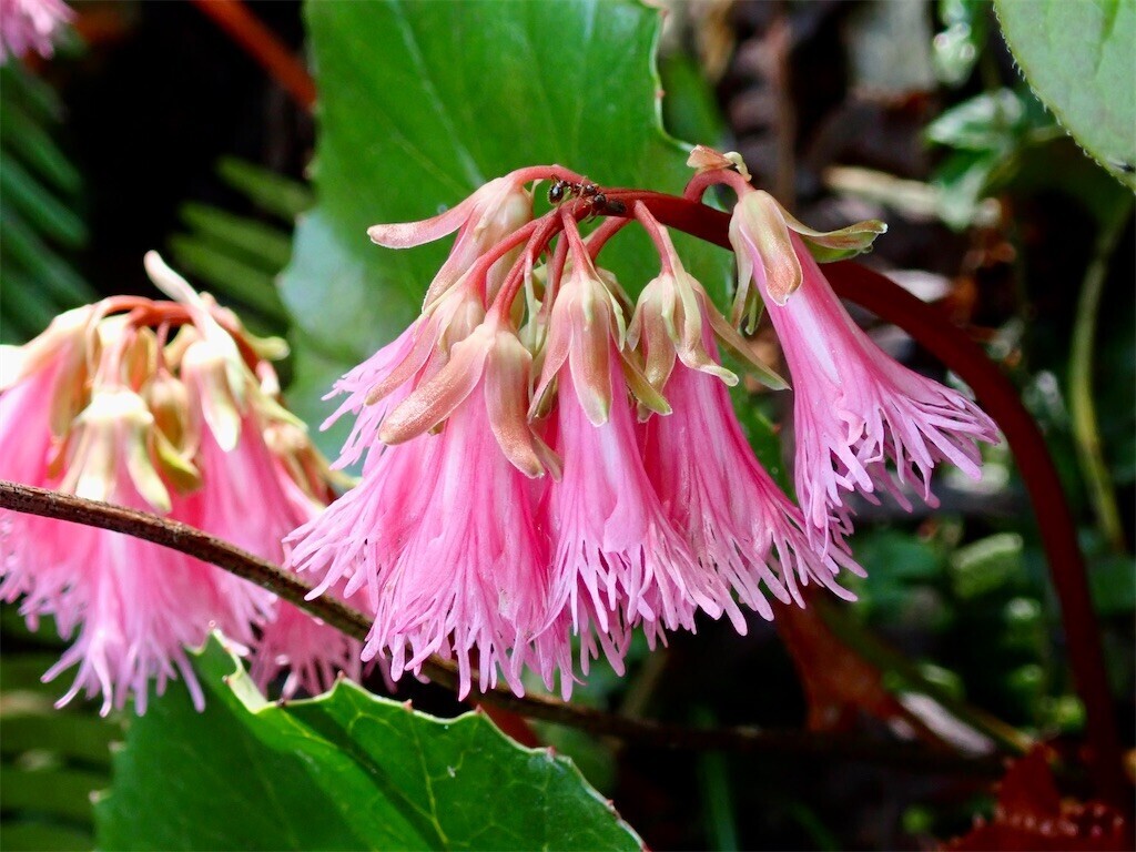 f:id:fujisong:20240609114901j:image