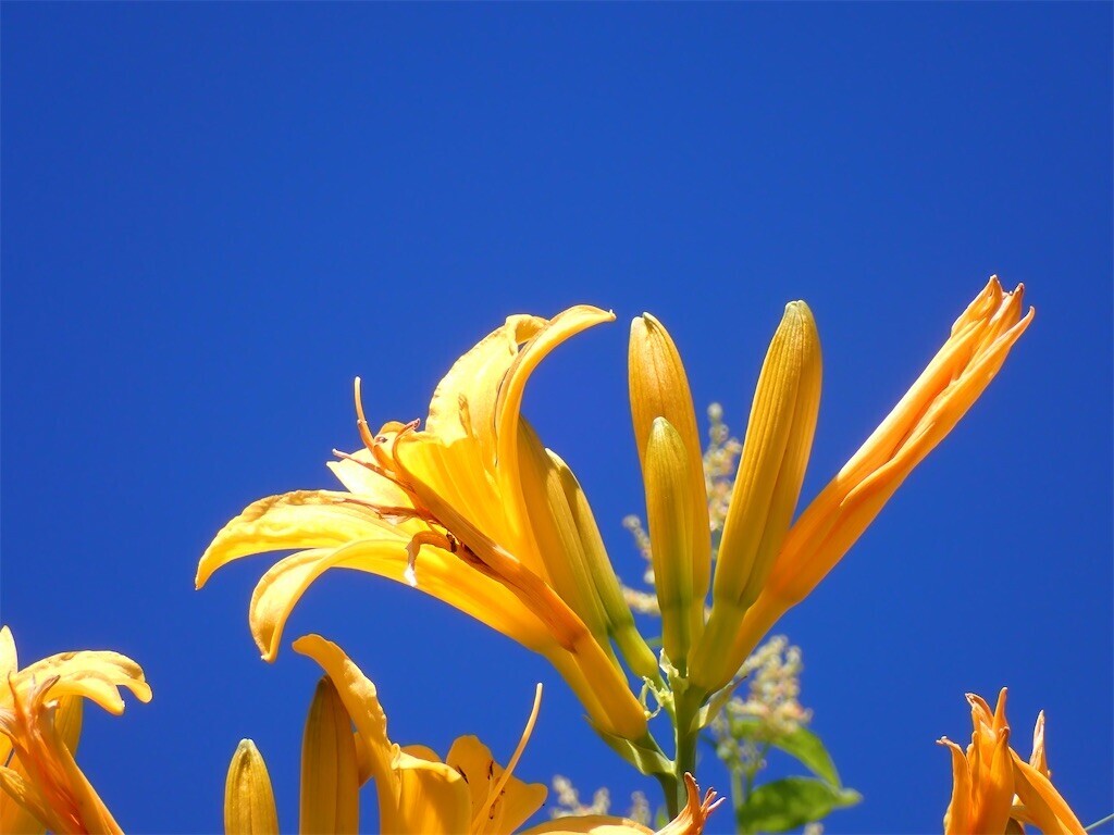 f:id:fujisong:20240816182646j:image f:id:fujisong:20240816182646j:image