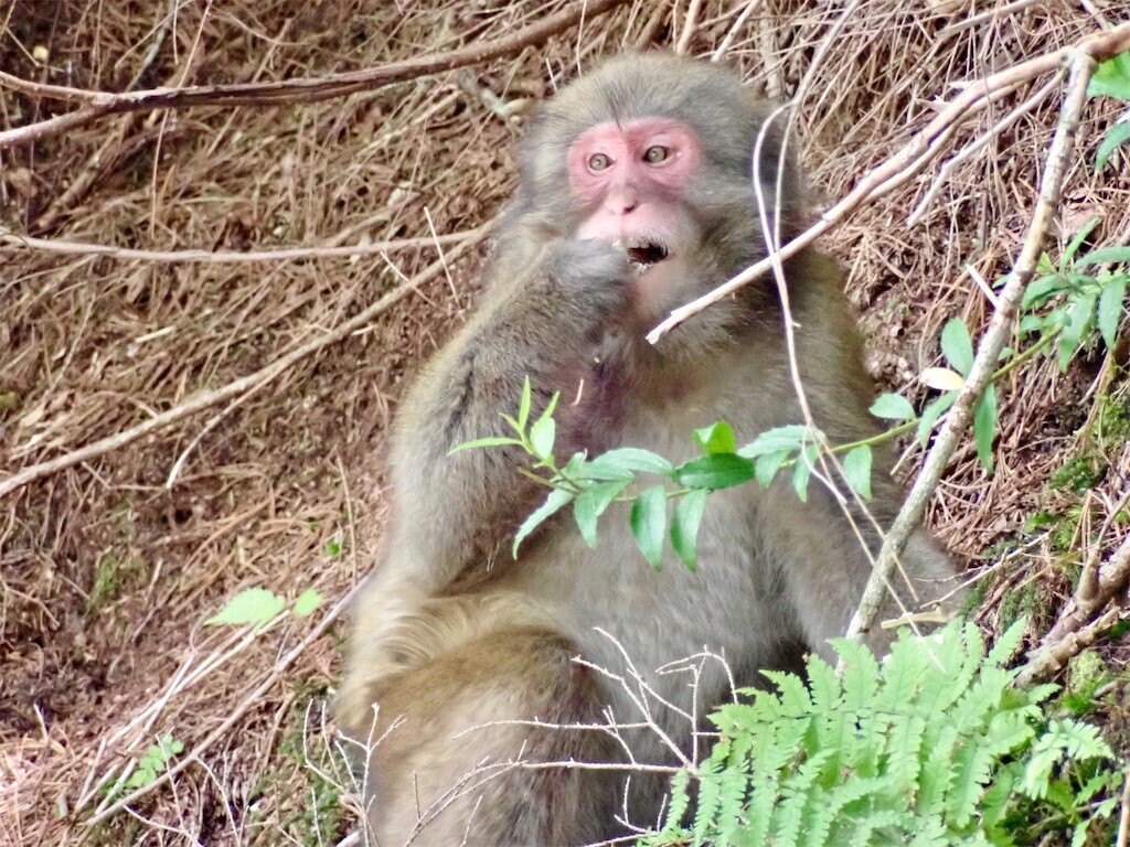 f:id:fujisong:20240816182652j:image f:id:fujisong:20240816182652j:image