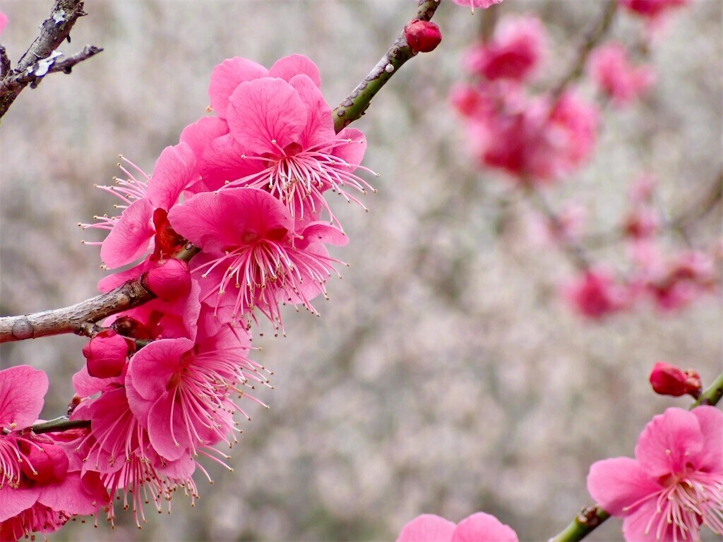 f:id:fujisong:20250329182241j:image