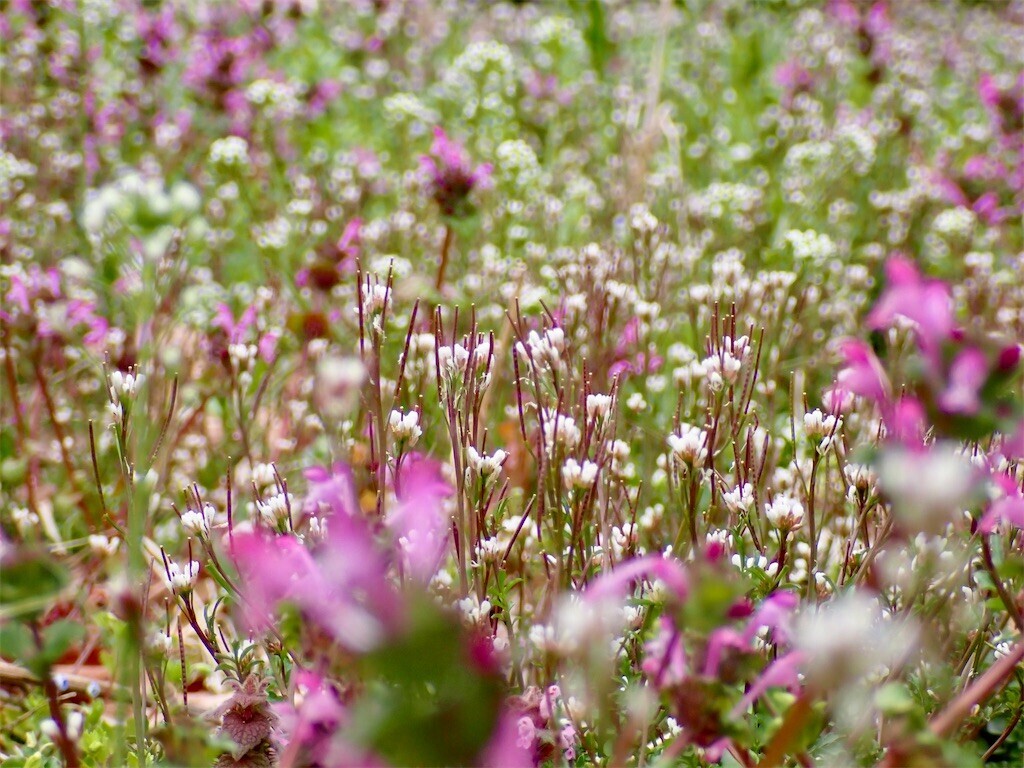 f:id:fujisong:20250329182253j:image