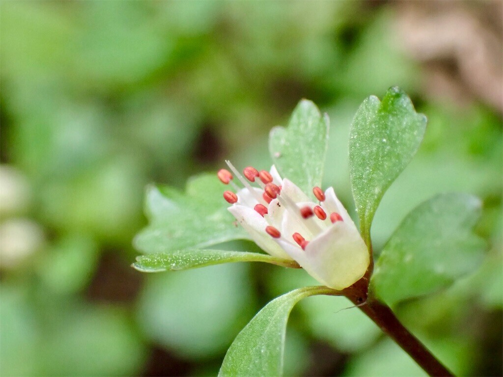 f:id:fujisong:20250329182256j:image