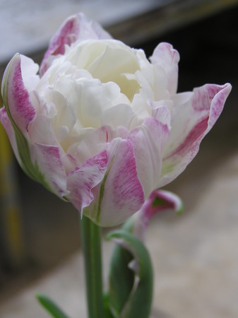 f:id:fujitam3:20070120122104j:image:left