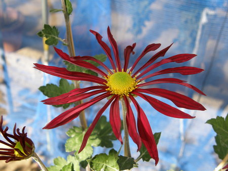 f:id:fujitam3:20071125122510j:image