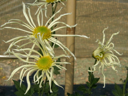 f:id:fujitam3:20071125122739j:image