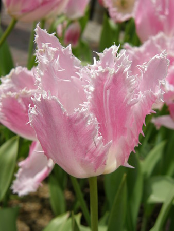 f:id:fujitam3:20080316174518j:image