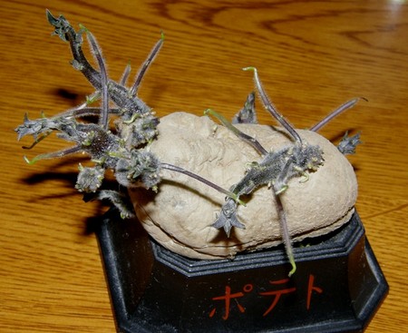 f:id:fujitam3:20080402202111j:image f:id:fujitam3:20080402202111j:image