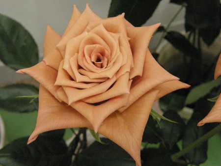 f:id:fujitam3:20080504170747j:image