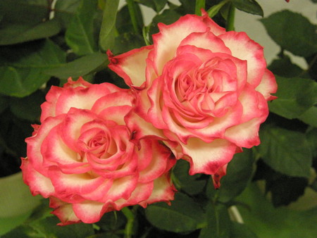 f:id:fujitam3:20080504171724j:image